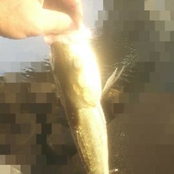 シーバスゲット サバは活性高し